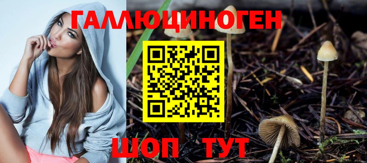 Псилоцибиновые грибы Psilocybe Северск